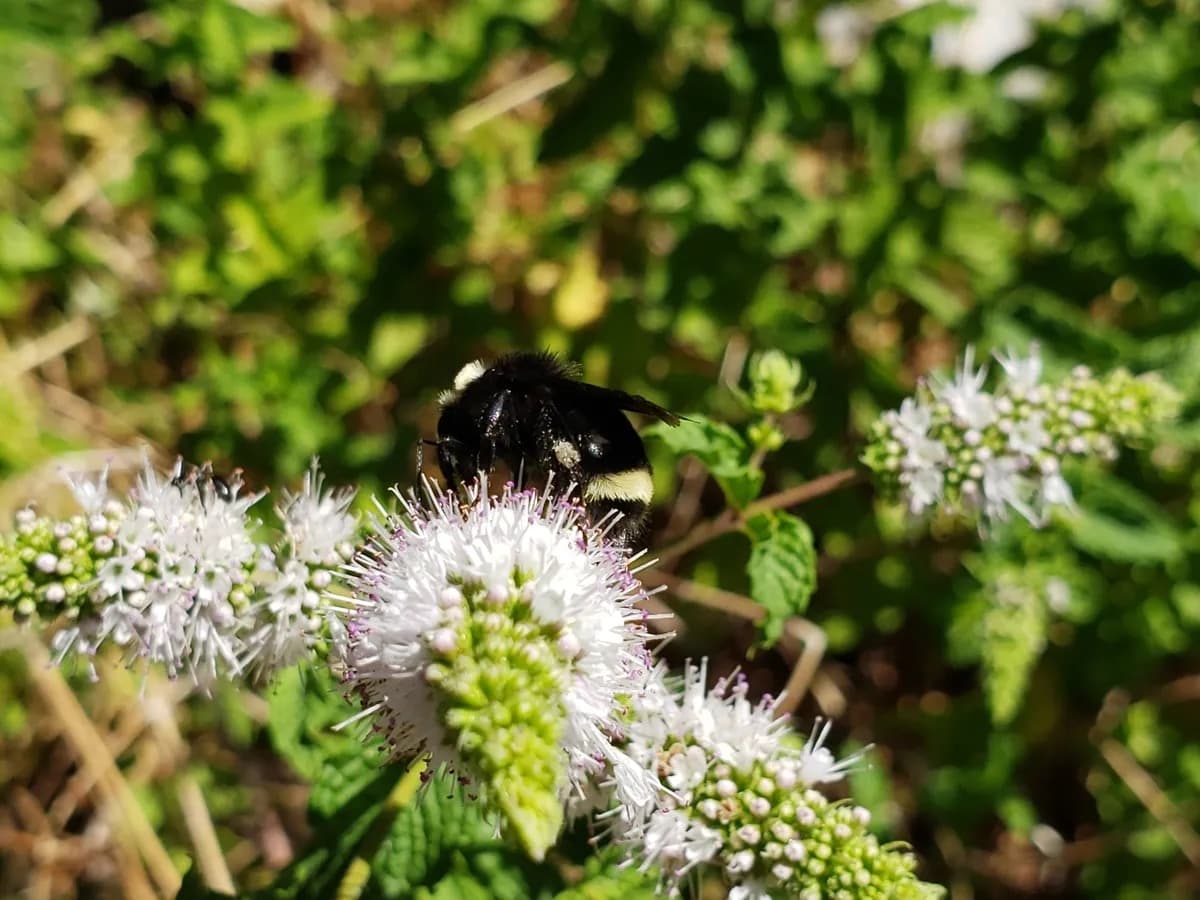 Vosnesensky's bumble bee (Bombus vosnesenskii) on white mint flowers