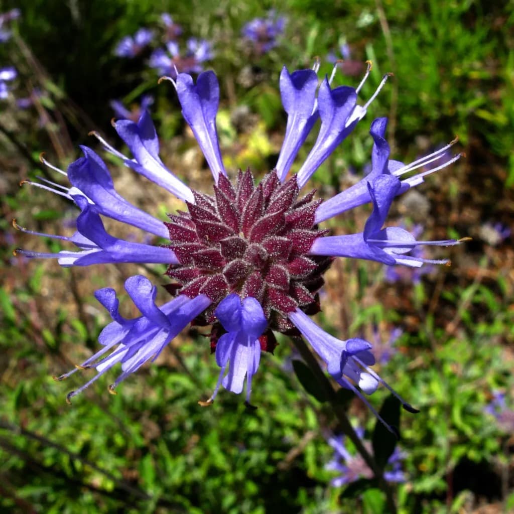 Violet-blue flower whorl of Cleveland sage (Salvia clevelandii)