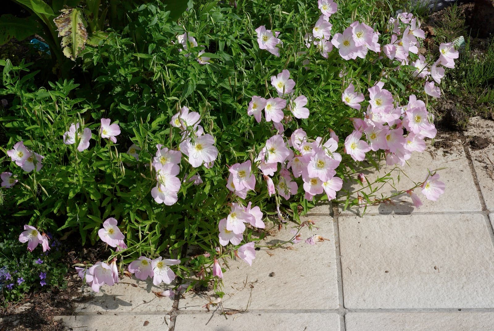 Pink evening primrose (Oenothera speciosa) spilling over the edge of a paved path