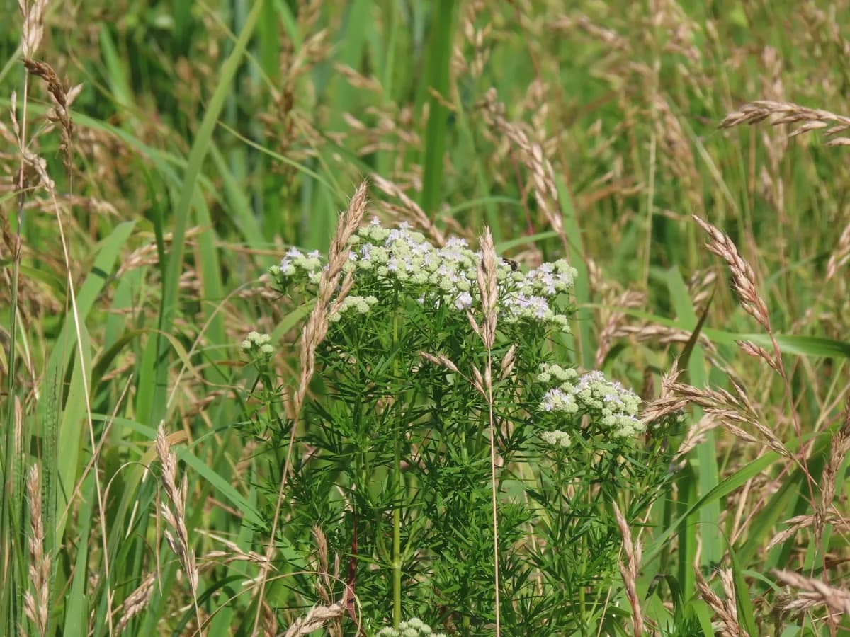 Virginia mountain mint (Pycnanthemum virginianum) flowering among tall meadow grasses