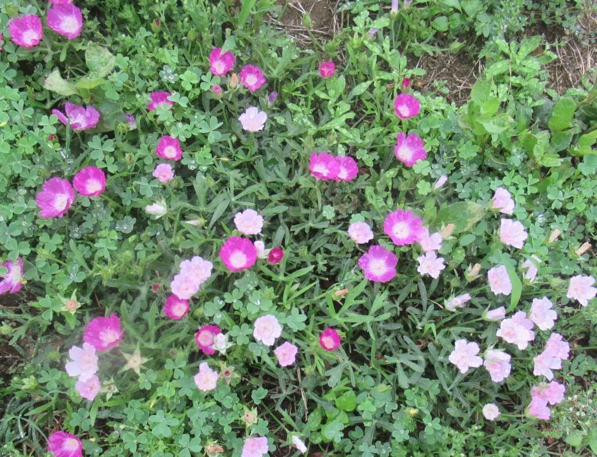 Winecup (Callirhoe involucrata) in bloom, magenta flowers over low green foliage