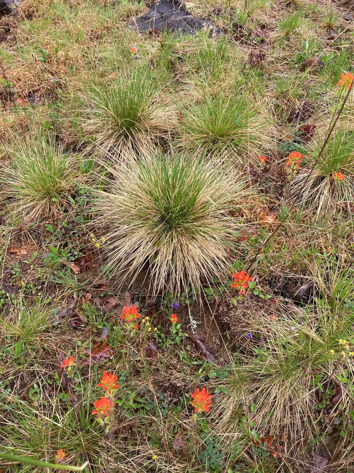 Rounded clumps of prairie dropseed (Sporobolus heterolepis) in a mulched bed