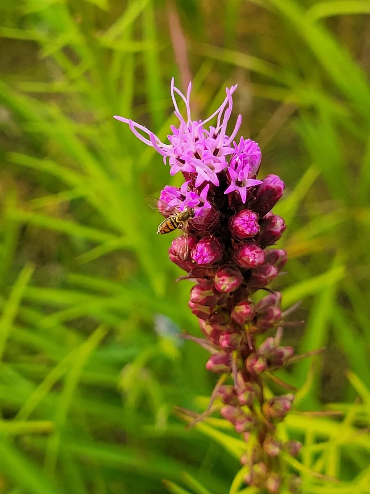 A small pollinator on the pink flower spike of dense blazing star (Liatris spicata)