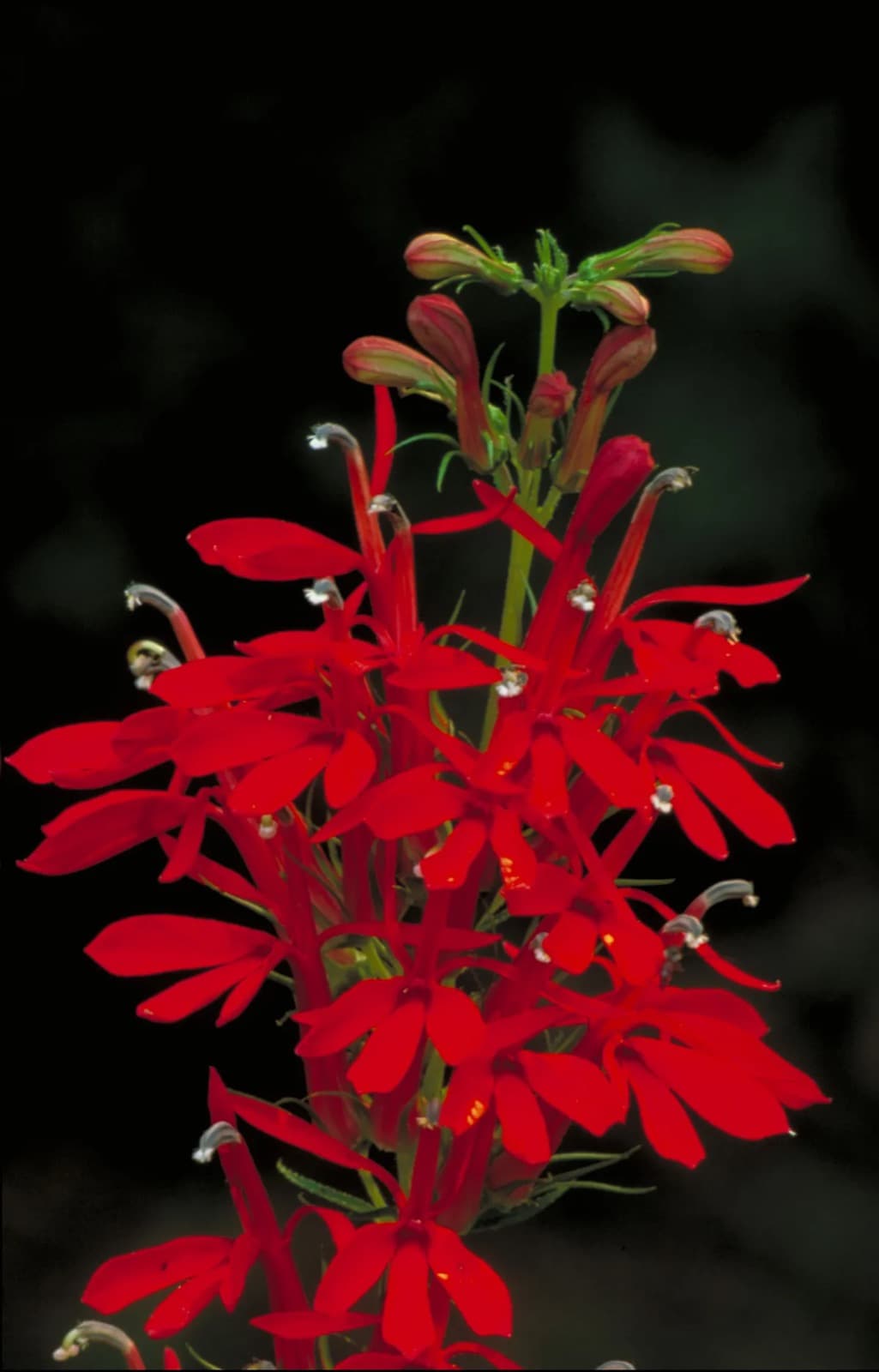Red flowers of cardinal flower (Lobelia cardinalis) against a dark background