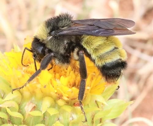 An American bumble bee (Bombus pensylvanicus) feeding on a yellow flower