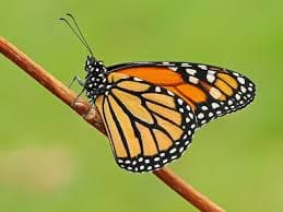 Monarch butterfly on a native wildflower