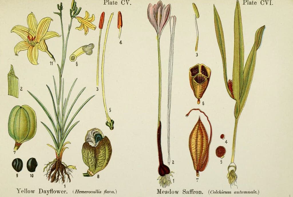 Autumn Crocus (Colchicum autumnale)