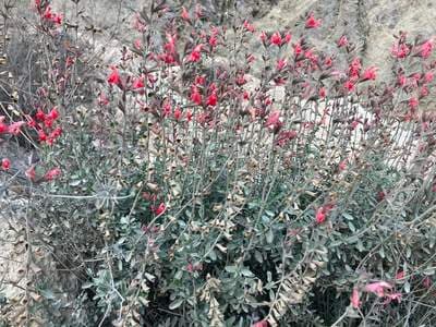 Autumn Sage (Salvia greggii)
