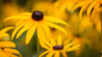 Black-eyed Susan (Rudbeckia hirta)