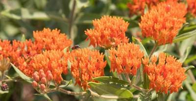 Butterfly Weed (Asclepias tuberosa)
