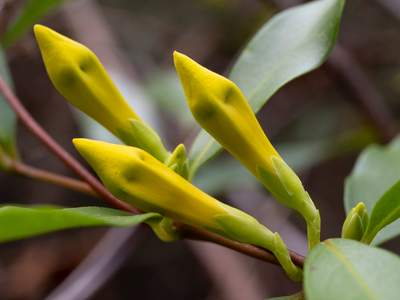 Carolina Jessamine (Gelsemium sempervirens)