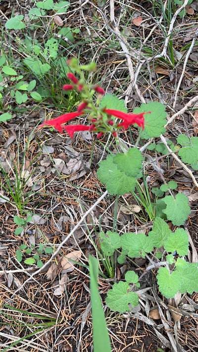 Cedar Sage (Salvia roemeriana)