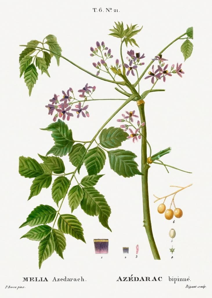 Chinaberry (Melia azedarach)