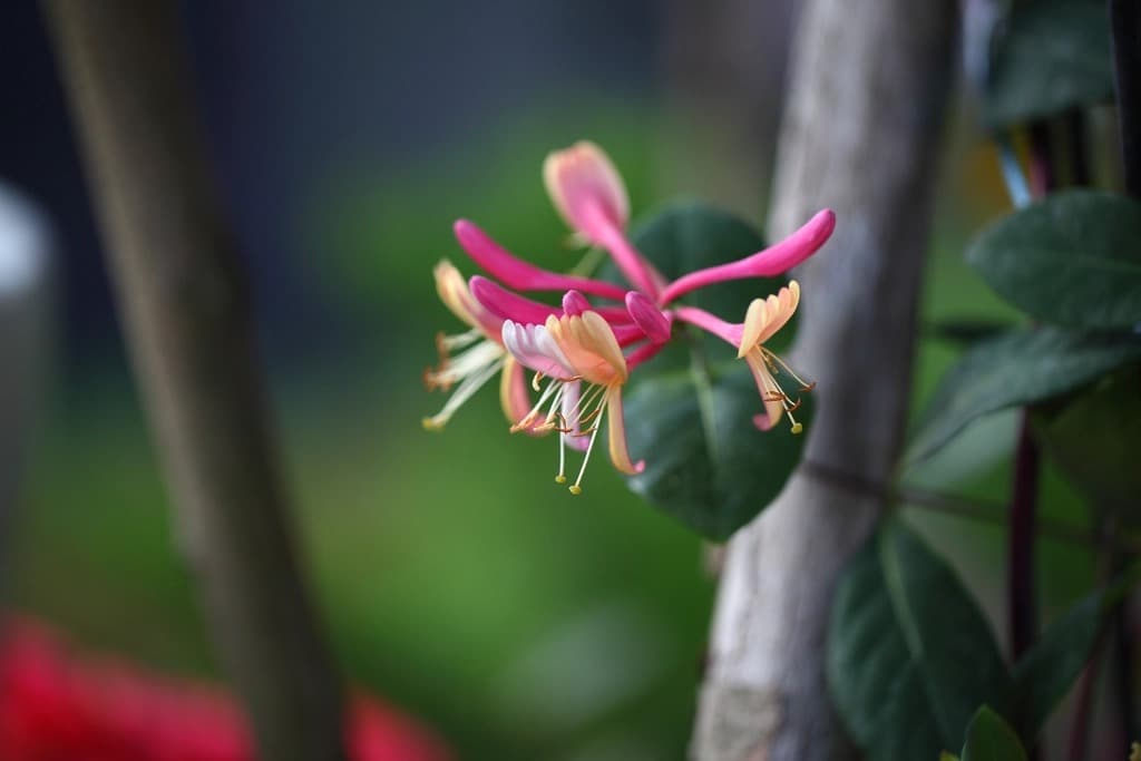 Coral honeysuckle vine with clusters of red tubular flowers and blue-green paired leaves