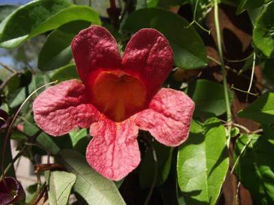Crossvine (Bignonia capreolata)
