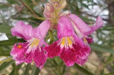 Desert Willow (Chilopsis linearis)