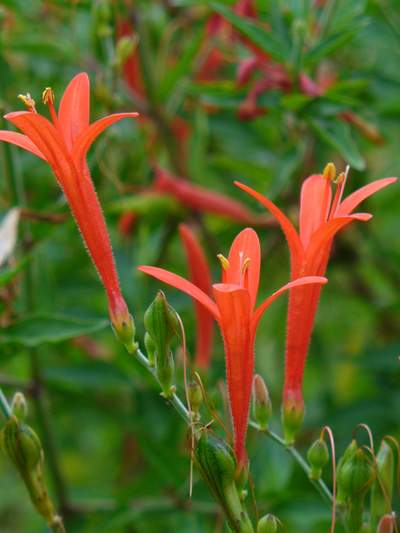 Flame Acanthus (Anisacanthus quadrifidus var. wrightii)