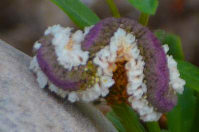 Frogfruit (Phyla nodiflora)