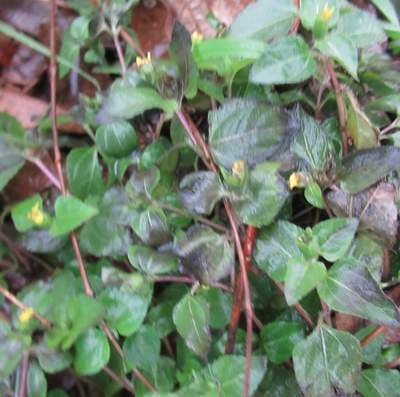 Horseherb (Calyptocarpus vialis)