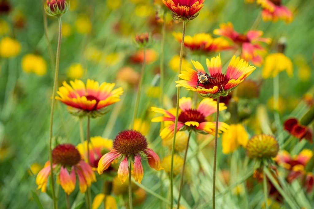 Indian Blanket (Gaillardia pulchella)