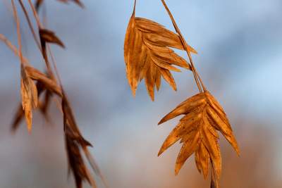 Inland Sea Oats (Chasmanthium latifolium)