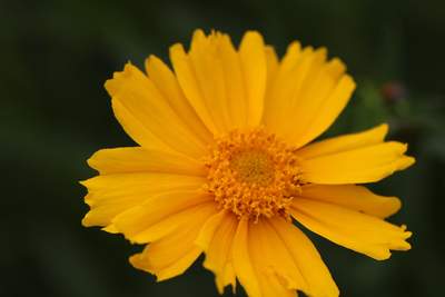 Lanceleaf Coreopsis (Coreopsis lanceolata)