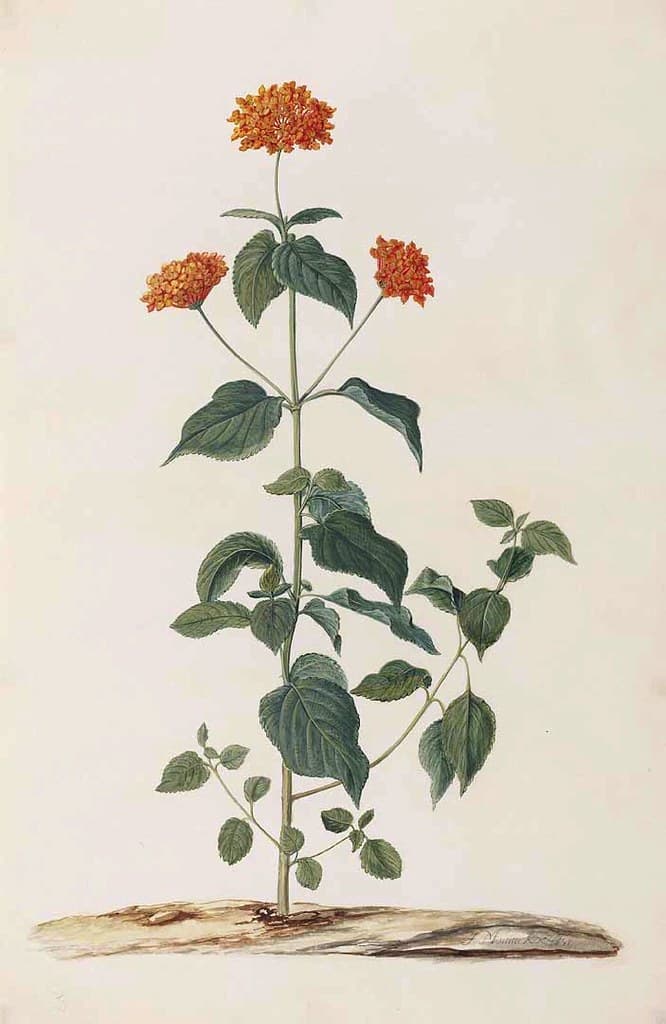 Lantana camara (Lantana camara)
