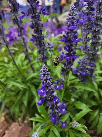 Mealy Blue Sage (Salvia farinacea)