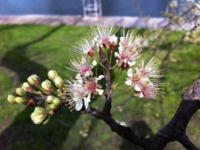 Mexican Plum (Prunus mexicana)