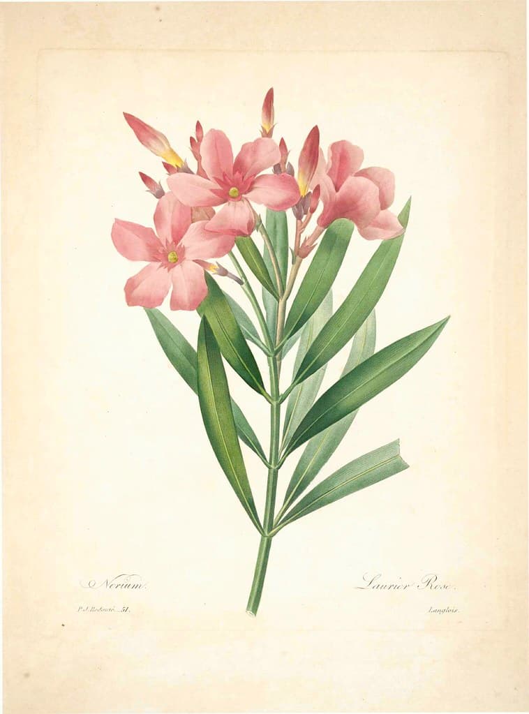Oleander (Nerium oleander)