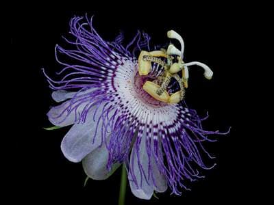 Passionflower (Passiflora incarnata)