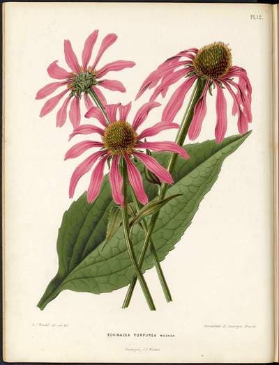 Purple Coneflower (Echinacea purpurea)