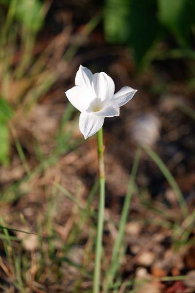 Rain Lily (Zephyranthes drummondii)