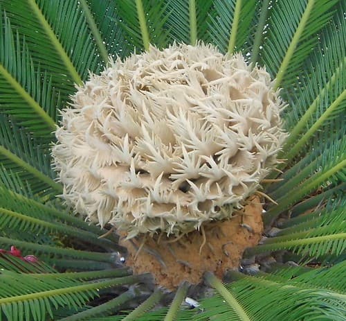 Sago Palm (Cycas revoluta)