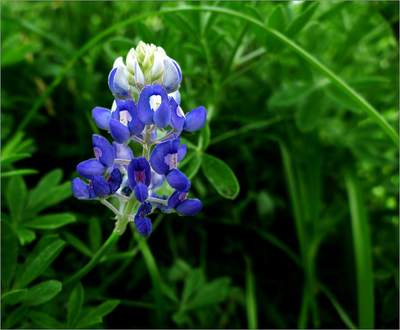 Texas Bluebonnet (Lupinus texensis)