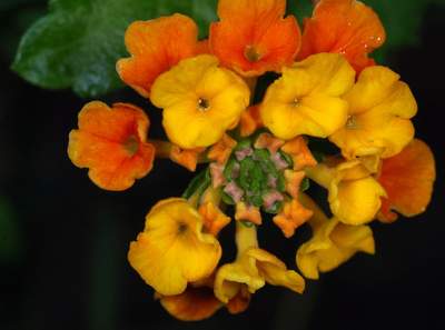 Texas Lantana (Lantana urticoides)