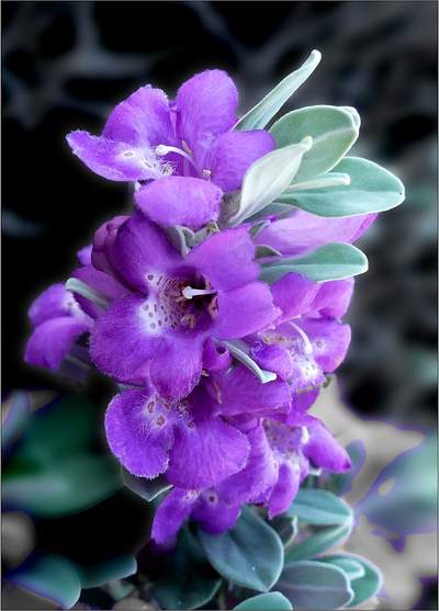 Texas Ranger (Leucophyllum frutescens)