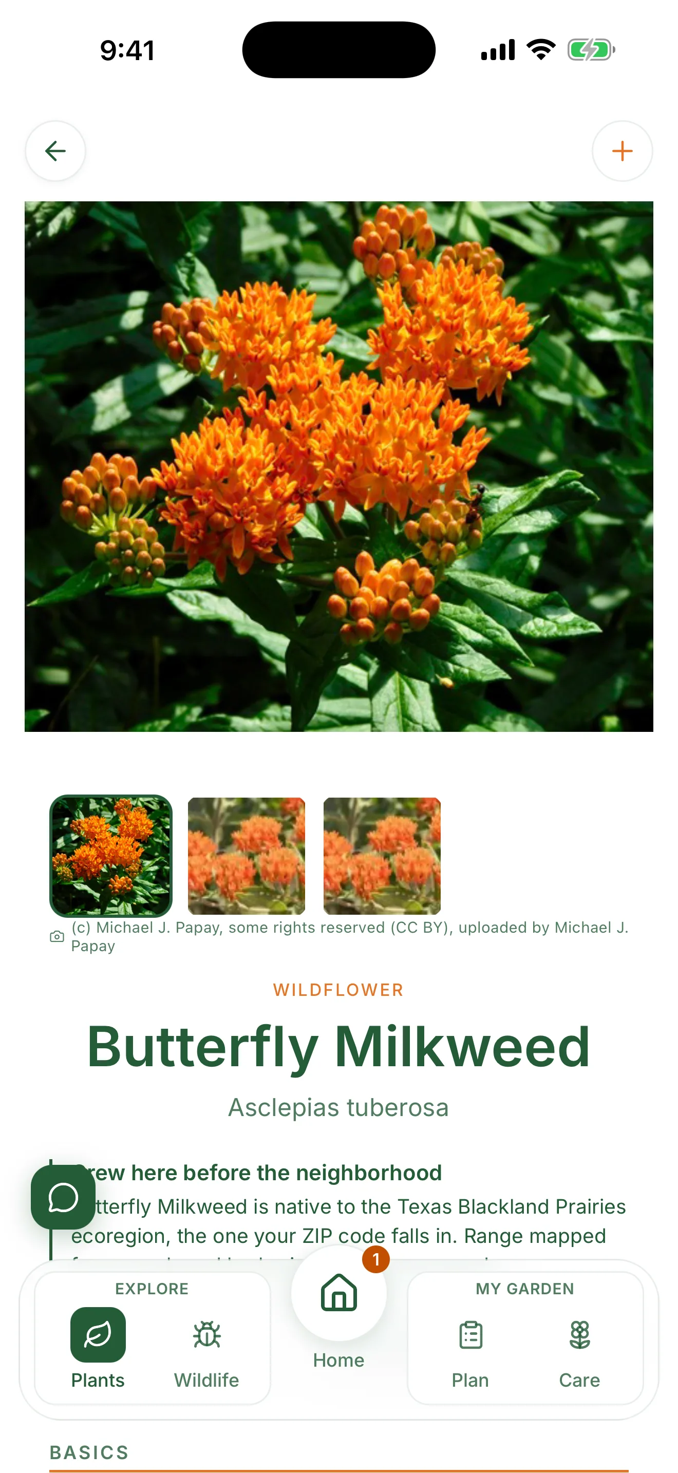 A plant page in Pollinator Patch for Butterfly Milkweed, showing photos, the ecoregion range note, and the Plan and Care tabs