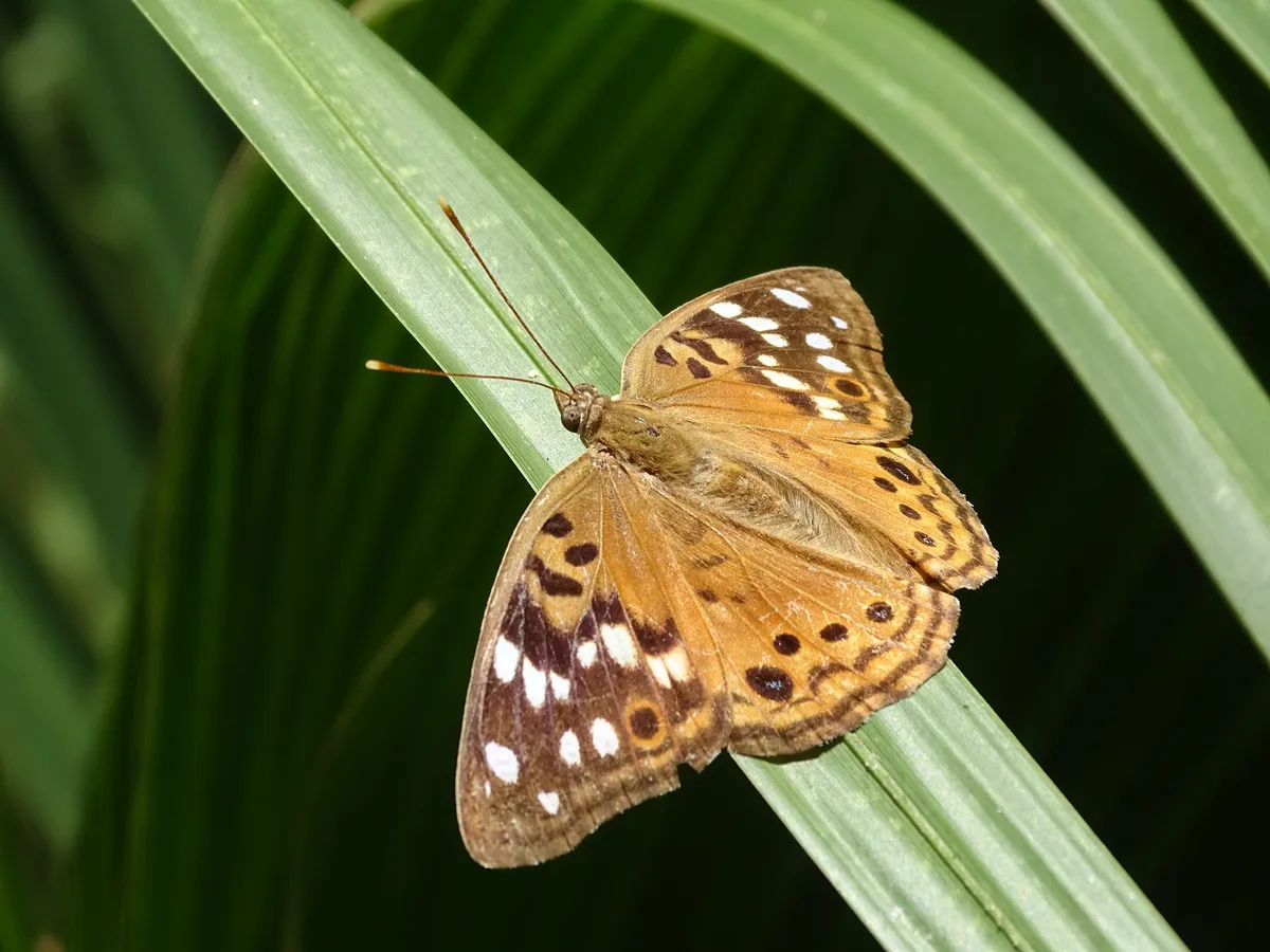 Hackberry Emperor (Asterocampa celtis)