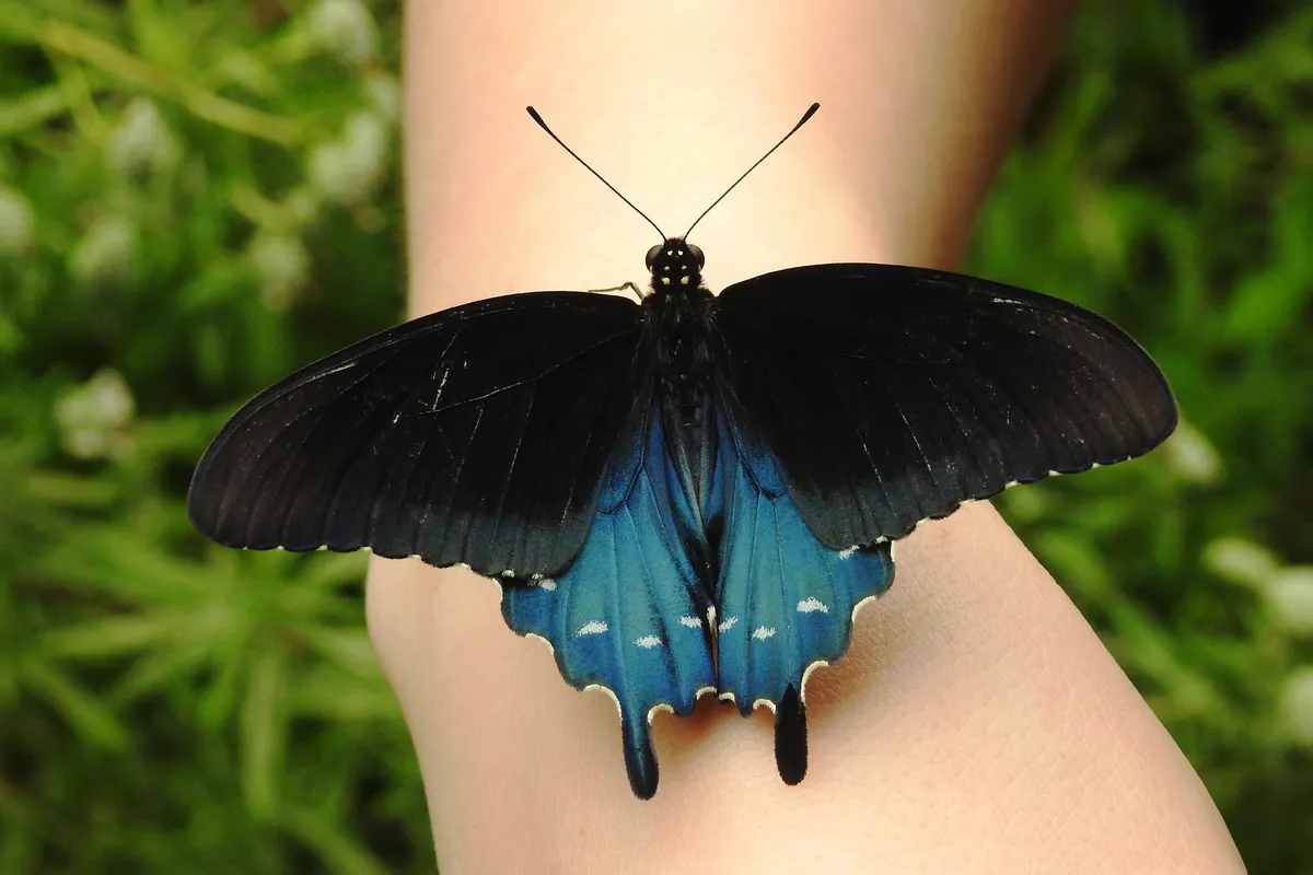 Pipevine Swallowtail (Battus philenor)
