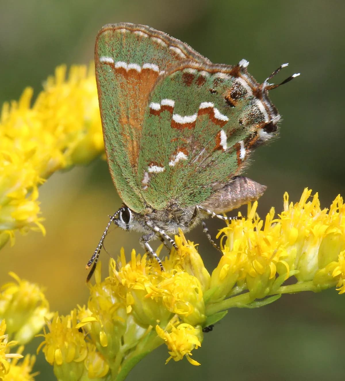 Juniper Hairstreak (Callophrys gryneus)