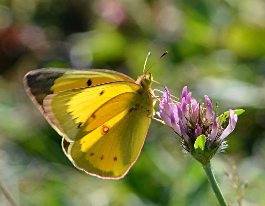 Orange Sulphur (Colias eurytheme)