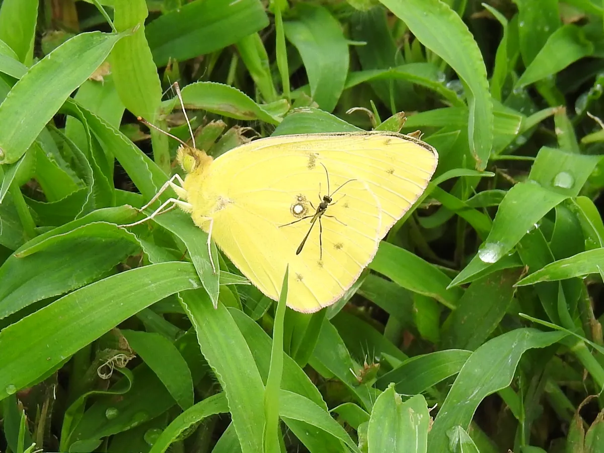 Clouded Sulphur (Colias philodice)