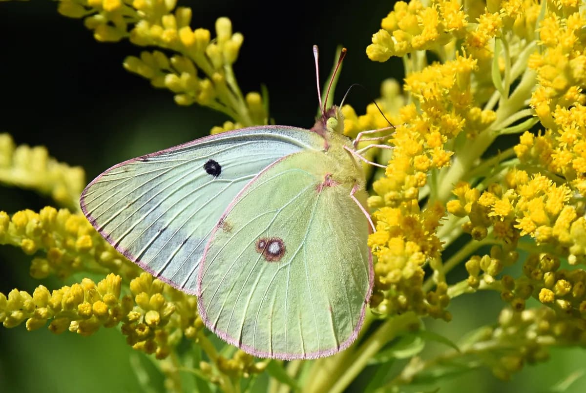 Clouded Sulphur (Colias philodice)