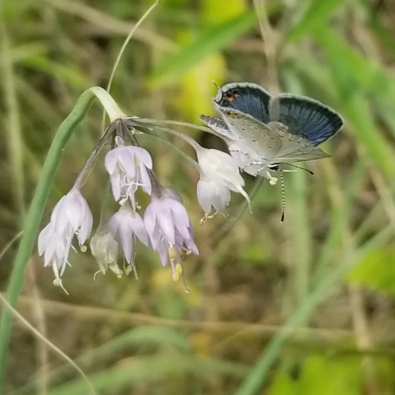 Eastern Tailed-Blue (Cupido comyntas)