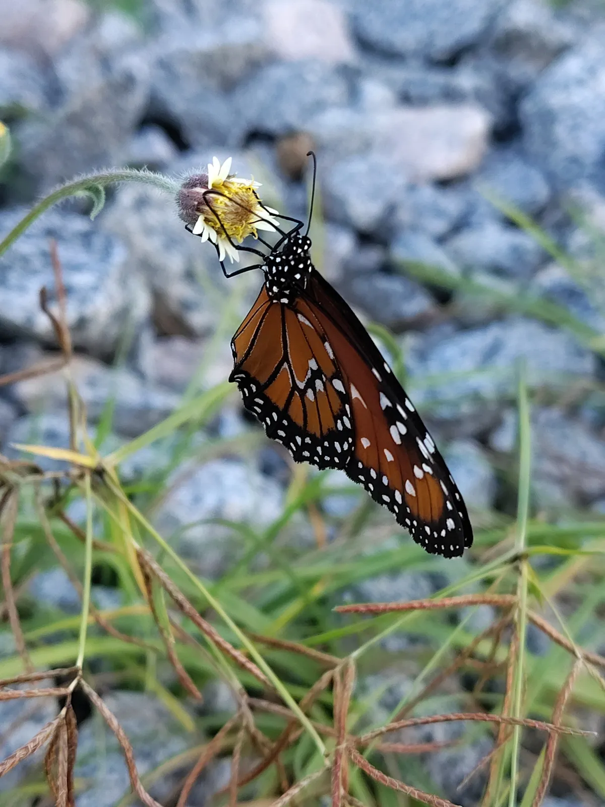 Queen (Danaus gilippus)