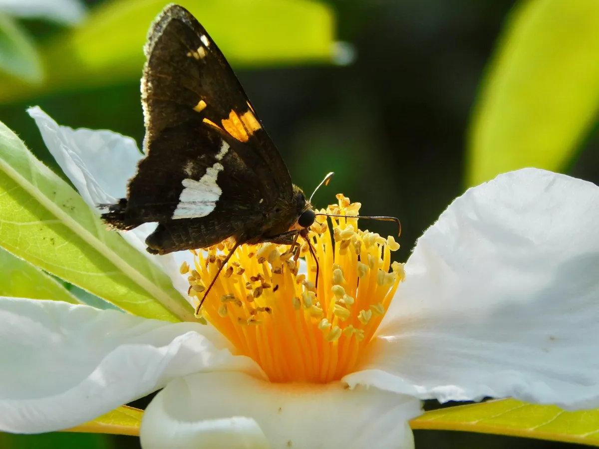 Silver-spotted Skipper (Epargyreus clarus)