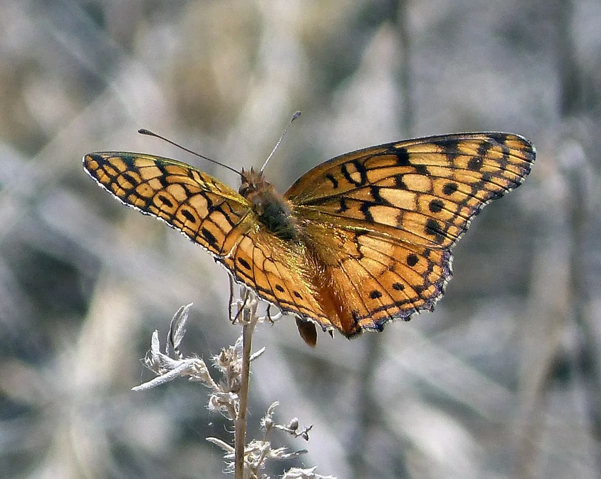 Variegated Fritillary (Euptoieta claudia)