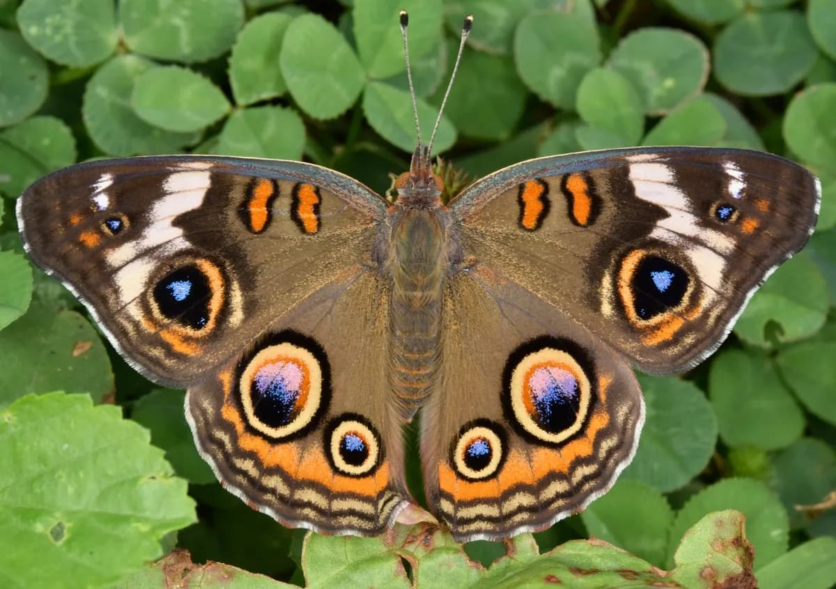 Common Buckeye (Junonia coenia)