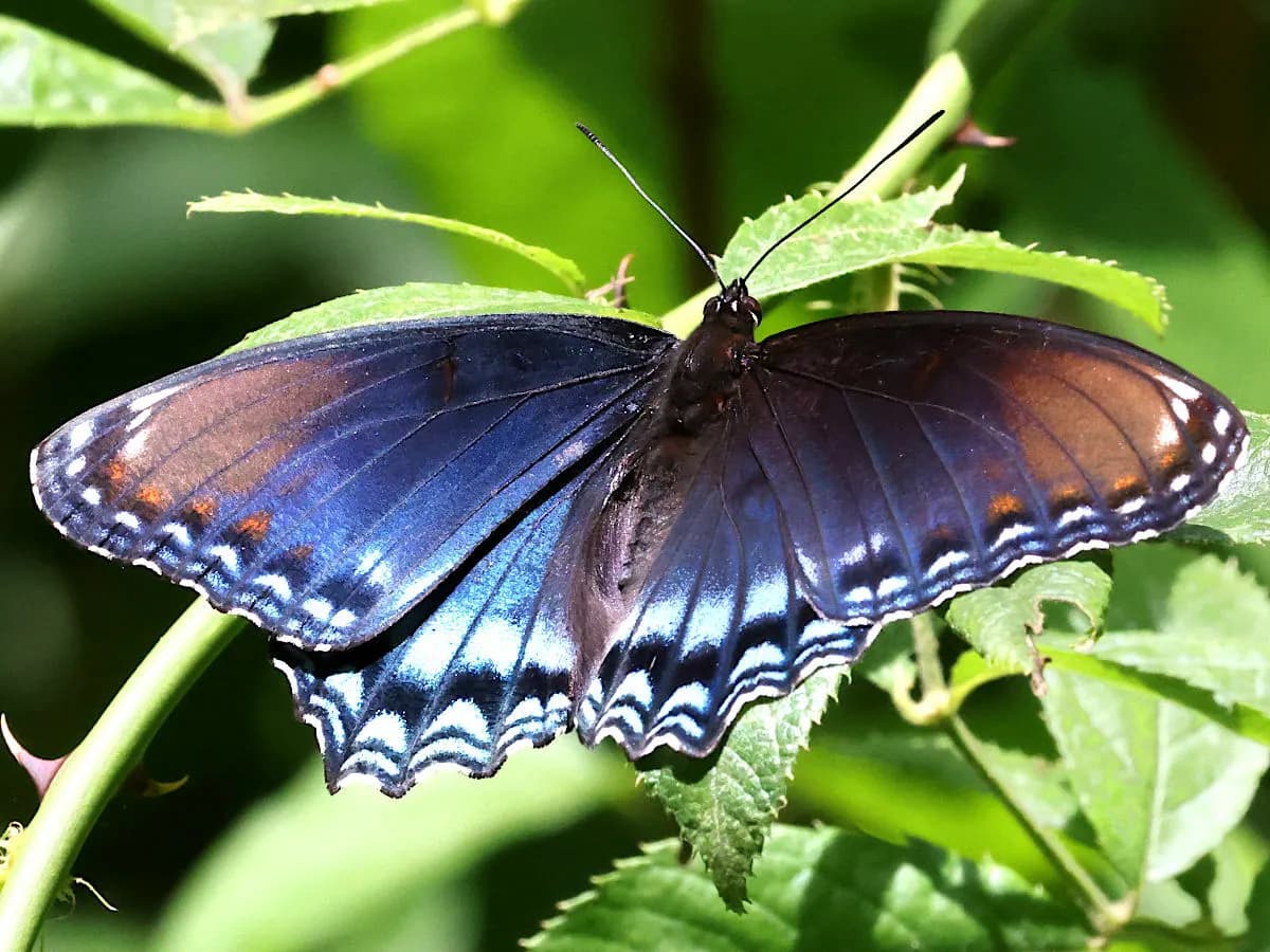 Red-spotted Purple or White Admiral (Limenitis arthemis)